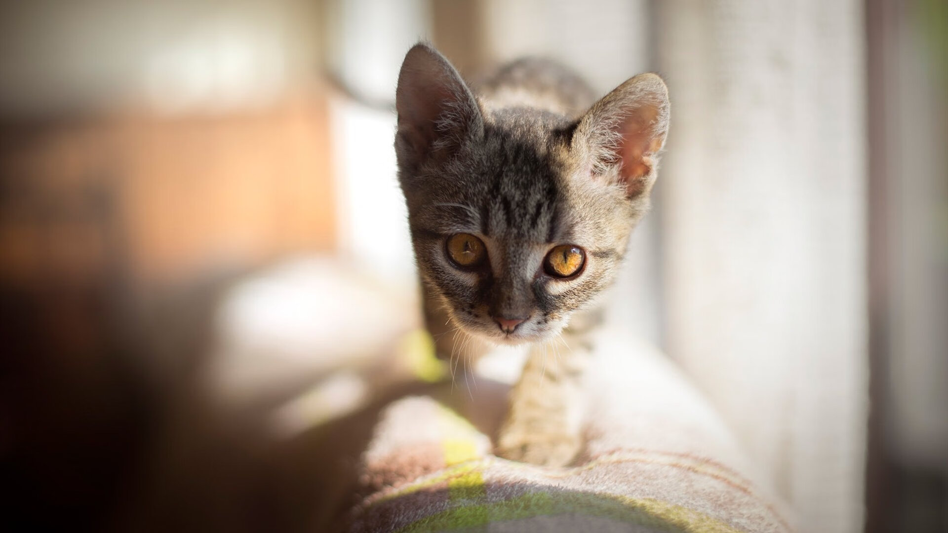 《电竞赛事卫星频道全面覆盖,直播无死角》,电竞tv直播