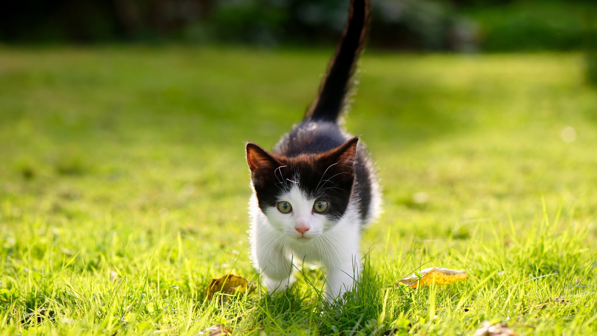 【未来棒球】科技引领,传统比赛向“快节奏”迈进!,棒球未来社区2期