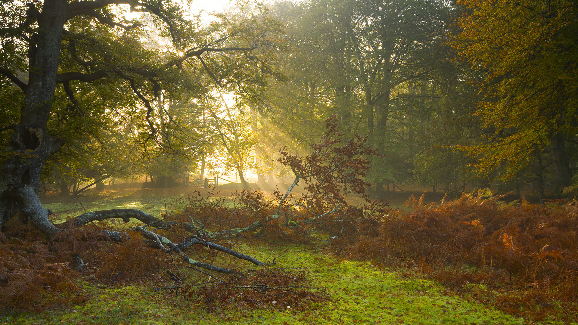【状态起伏】球员连续多场发挥不佳的原因,连续进球场次最多的球员