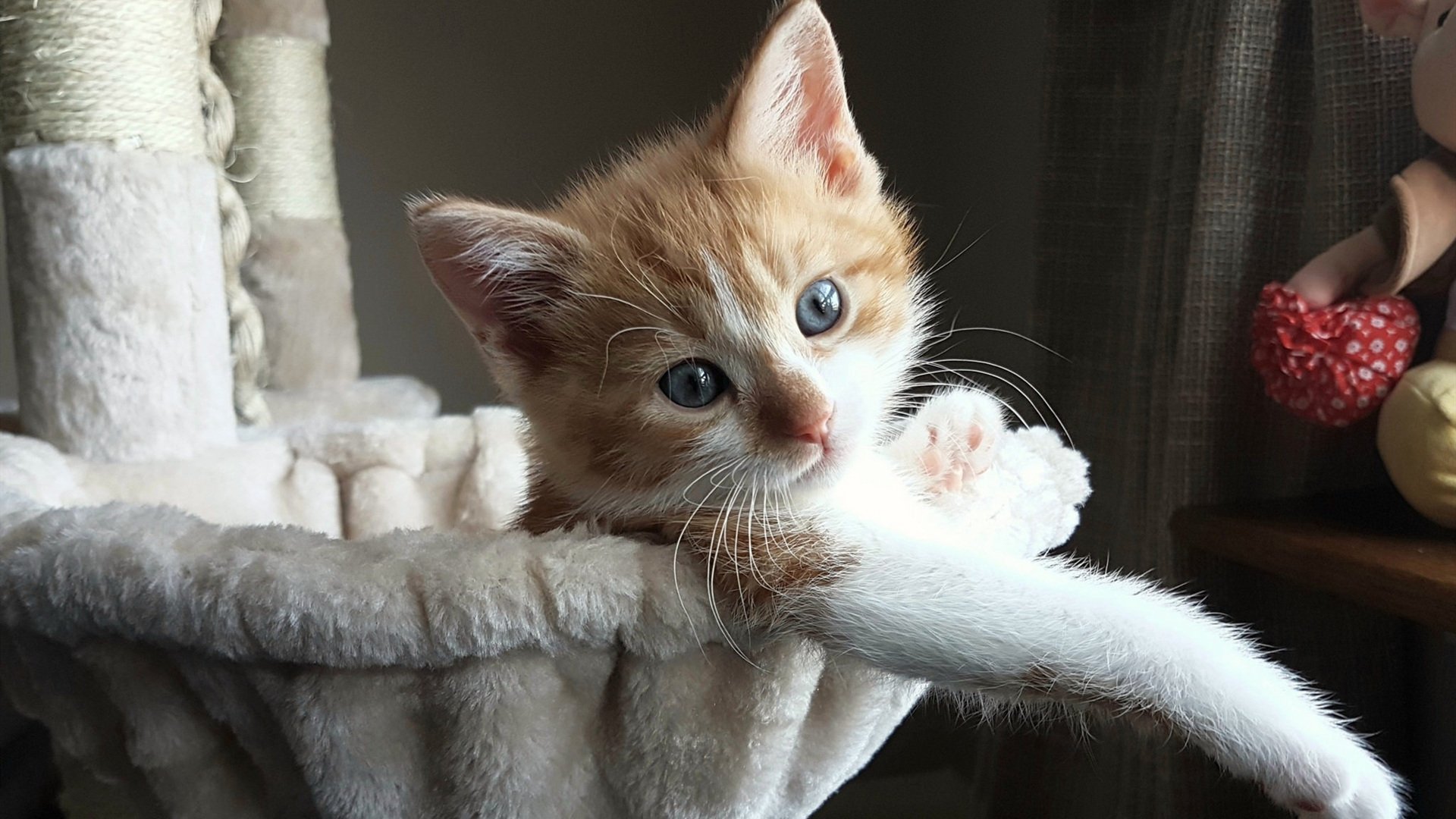 全国大学生篮球联赛圆满结束，2020年全国大学生篮球联赛结果