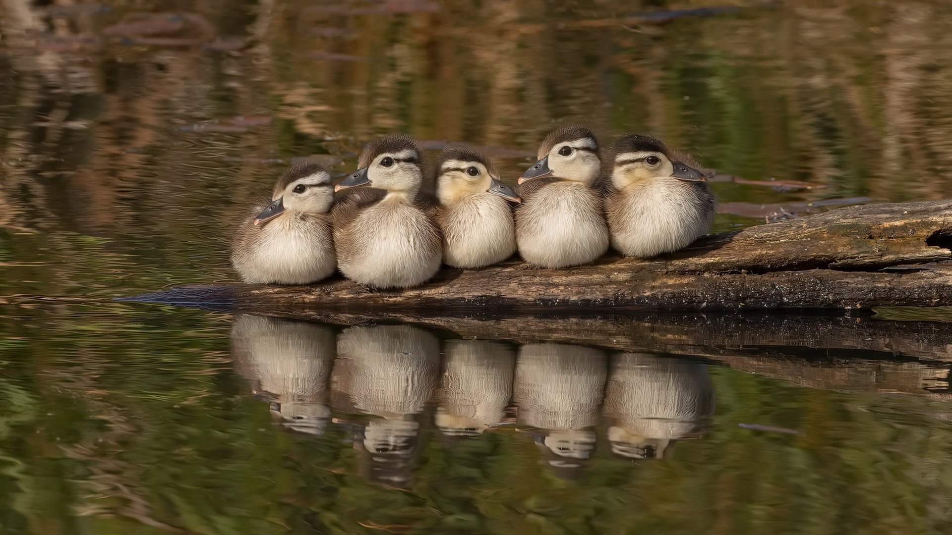 九游娱乐(jiuyou)官网-北美战队力争世界赛出线，北美战队排名