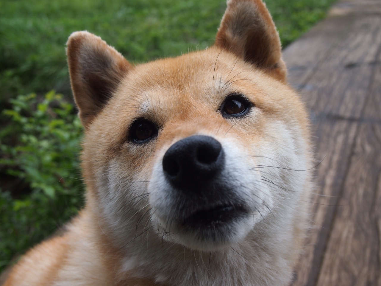 九游（jiuyou.com）游戏-欧洲杯之路不易，阿尔巴尼亚再遇挫折，阿尔巴尼亚欧洲地图