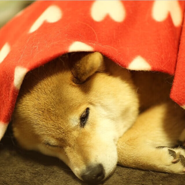 米尔沃尔反击精准,狮子军团全力抢分,米尔沃尔球迷