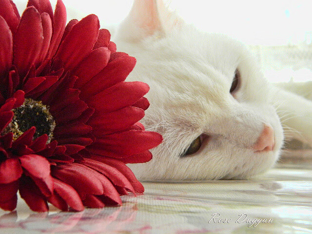 中国篮球职业联赛青训体系创新发展模式分析,中国青年篮球队