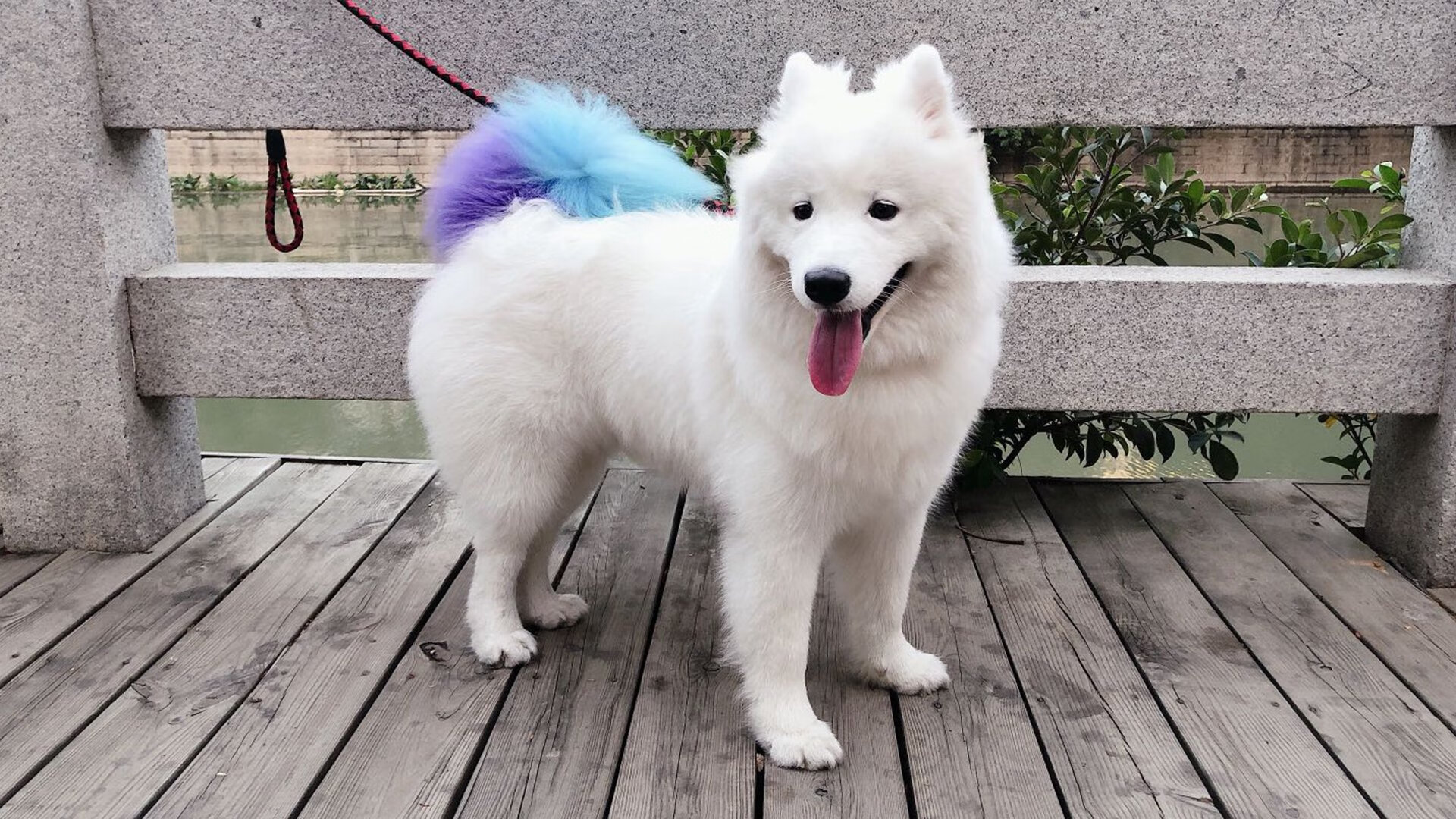 篮球专项技能动作视频教学资源开发及应用，篮球各项基本技术动作要领讲解