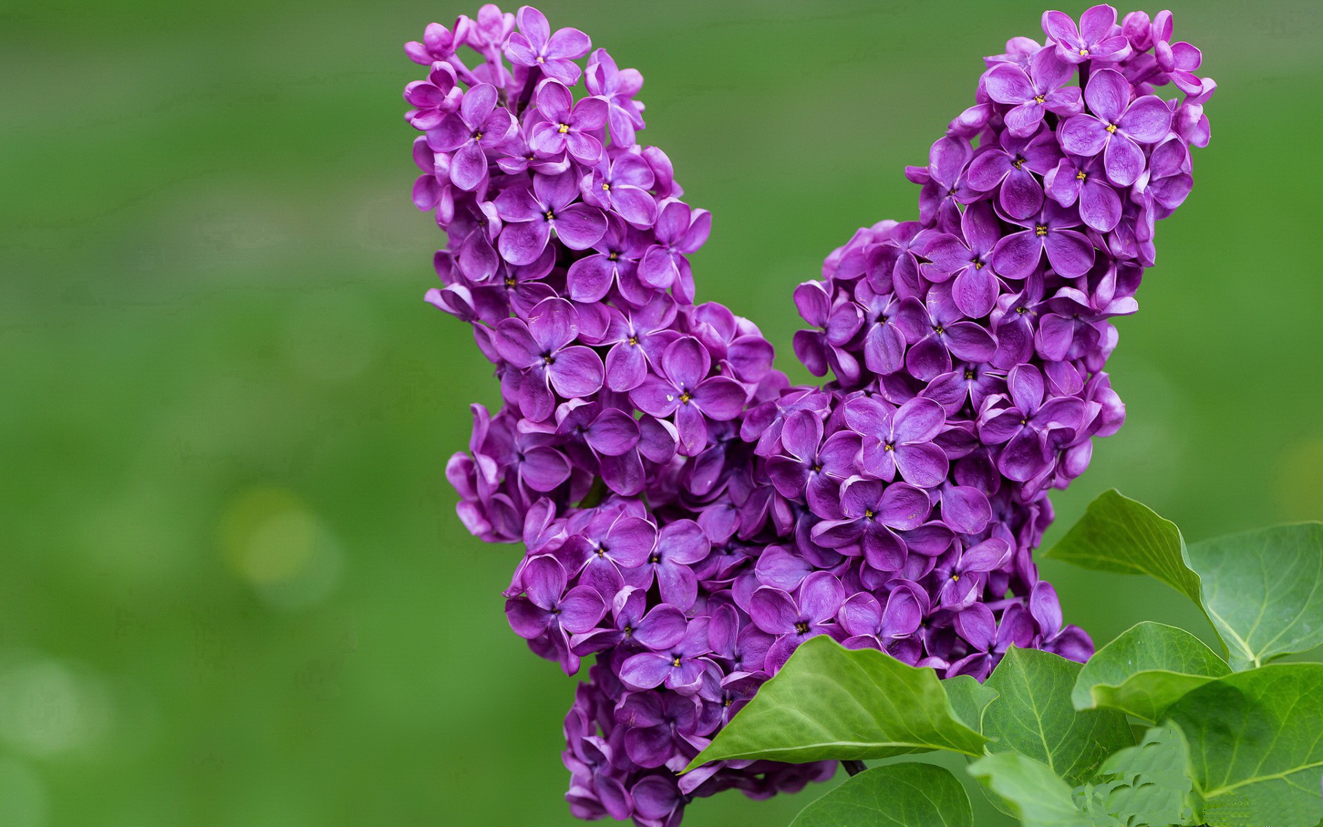 中国香港队赛制解析:如何通过精准战术应对世界强队,香港队伍