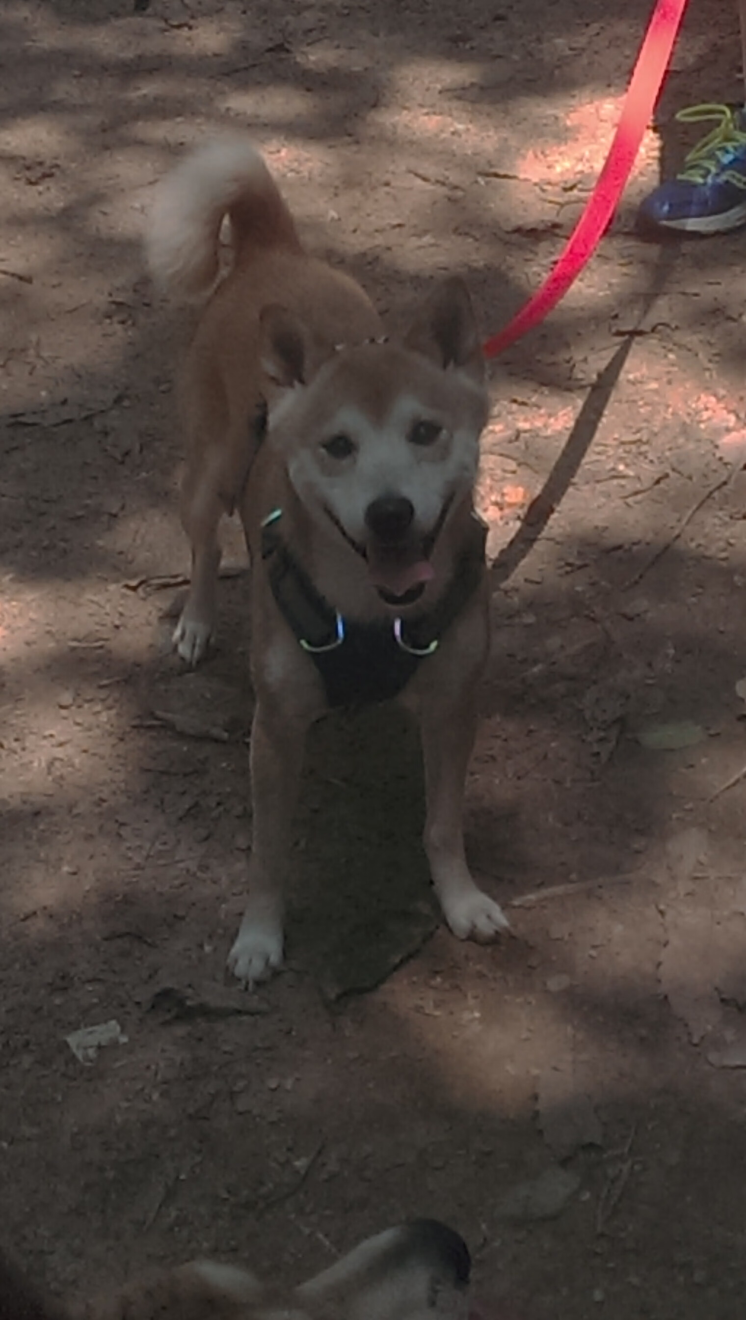 亚冠焦点赛事竞争激烈,亚冠专题