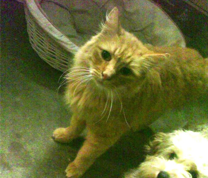 曼城双中场组合控制比赛节奏流畅，曼城的中场