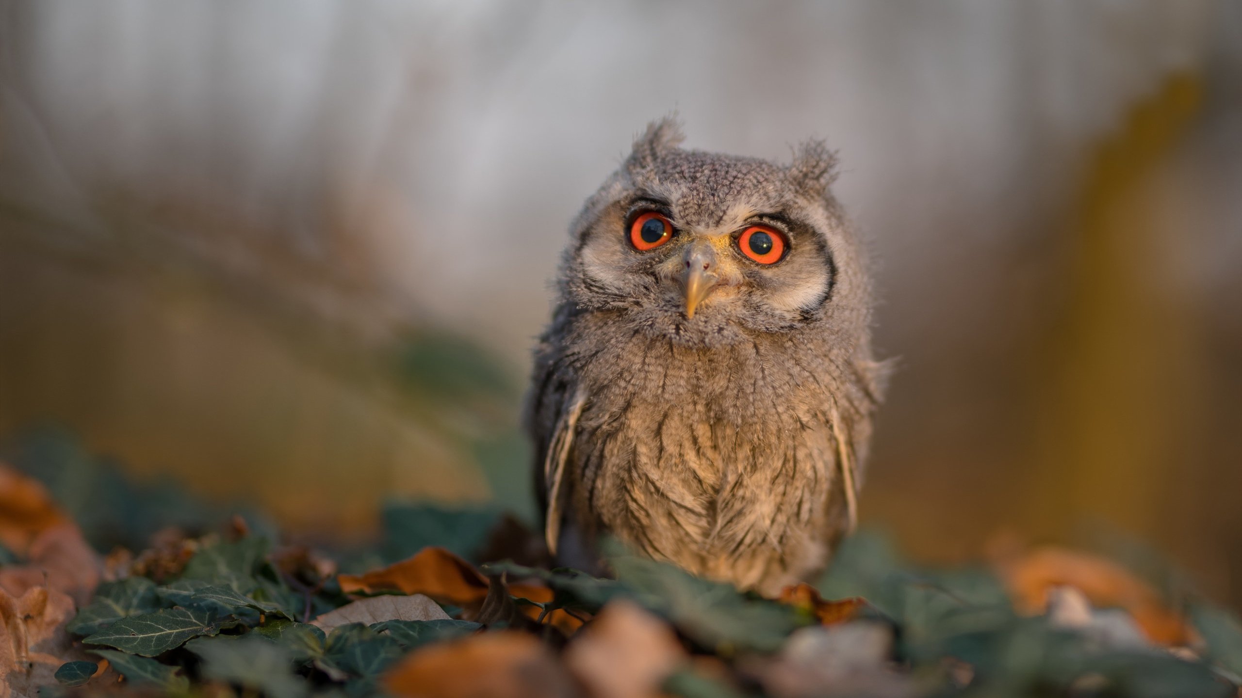 九游APP官网-激情 国足爆冷 世界杯预选赛写下新篇章，国足2022世界杯预选赛比分