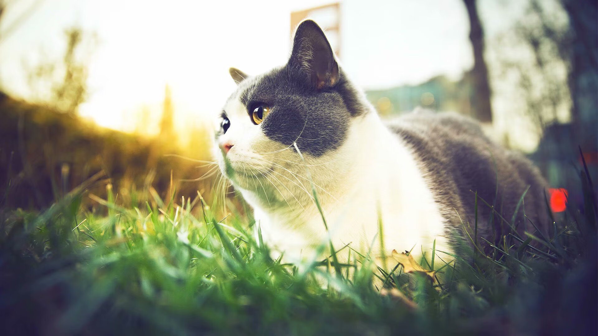 男子100自速度起伏曲线揭秘，100米自由下落需要几秒