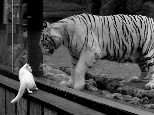 九游jiuyou-“尼古拉斯·桑特基的精准踢球和传球技巧，助力美洲狮队冲击世界冠军”