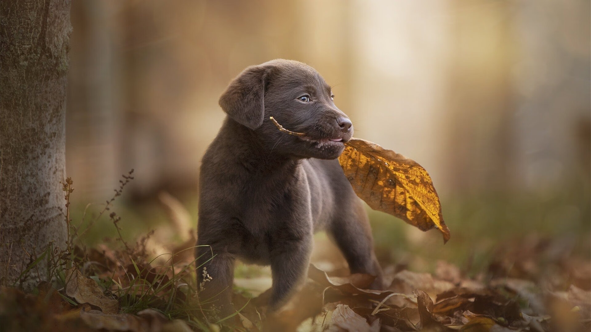 JIU YOU GAME-中超球队设立青训周展示各年龄段训练成果，中超每队至少报名3位青训u21