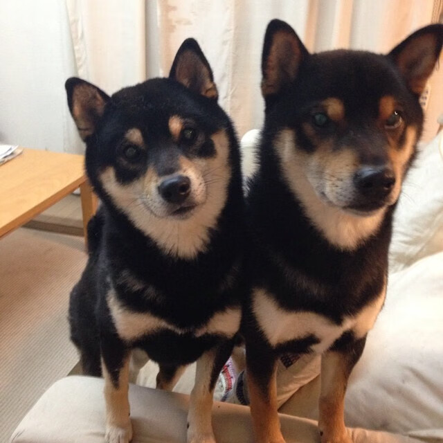 九游娱乐APP-意甲血战到底：攻守就在一线之间，意甲战况