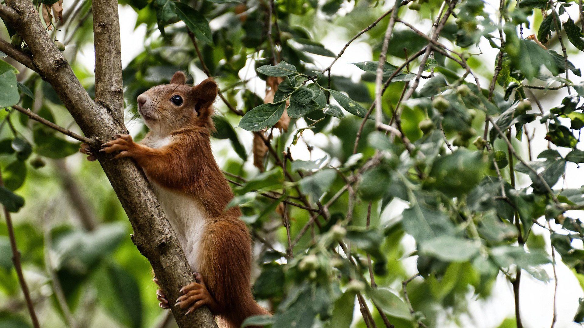 澳大利亚袋鼠队的后卫线防守，为团队带来坚实屏障，袋鼠袭击澳大利亚