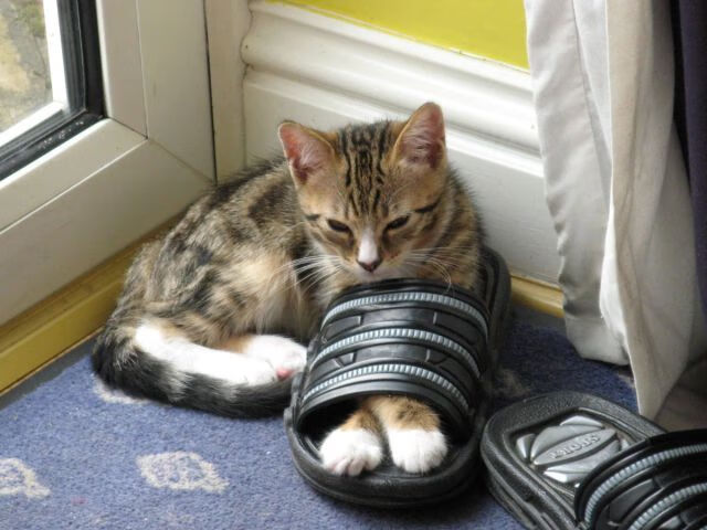 罗马尼亚女篮在欧洲锦标赛中表现优异,冲击奖牌,罗马尼亚女篮2021